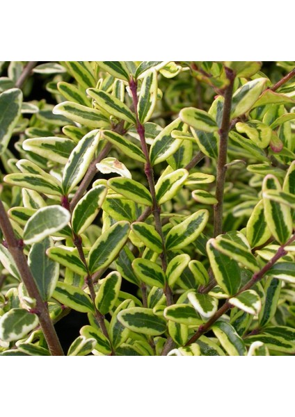 Yayılıcı - Yer Örtücü Hanımeli 'lonicera Lemon Beauty' 20'li Set