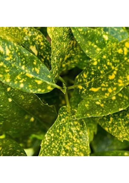 Japon Defnesi (Aucuba Japonica) 3 Adet