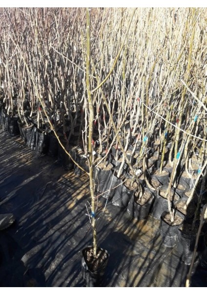 Anadolu Iğde Fidanı Elaeagnus Angustifolia 2 Adet indirimleri