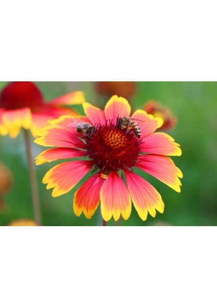 Gayret Çiçeği - Gaillardia Grandiflora 50'li Set