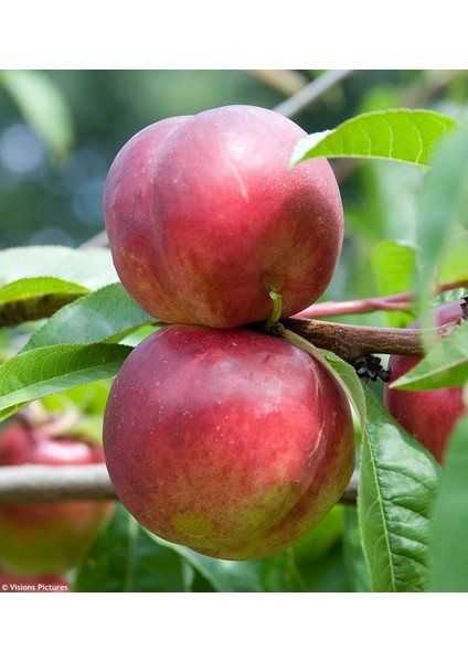 Venüs Nektarin Prunus Persica Nucipersica 3 Adet fiyatları