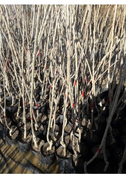 Venüs Nektarin Prunus Persica Nucipersica 3 Adet modelleri