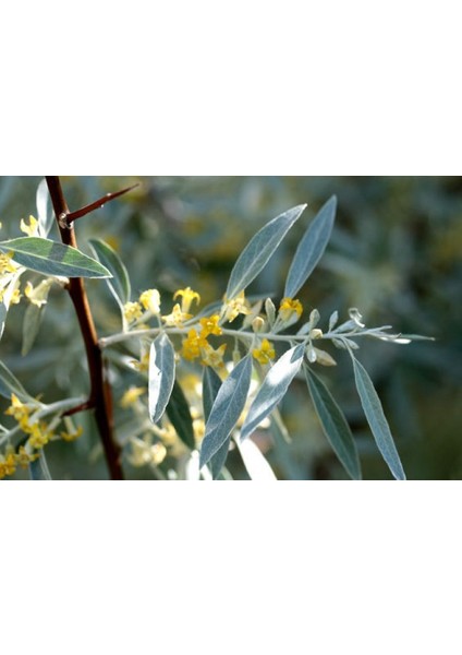 Anadolu Iğde Fidanı Elaeagnus Angustifolia 10 Adet modelleri