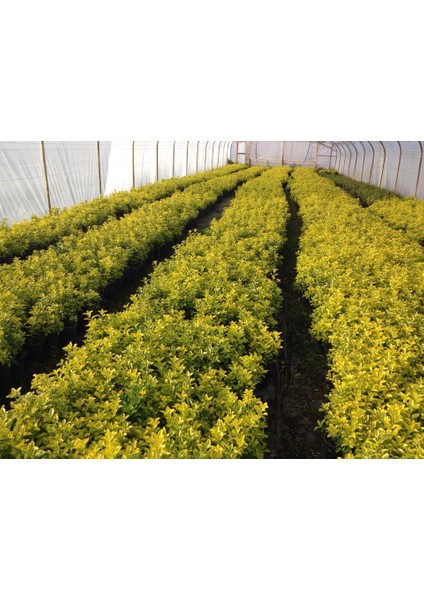 Gold Taflan (Euonymus Japonica Aurea) Canlı Çit Bitkisi fırsatları