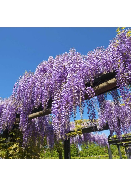 Mor Salkım Fidanı Wisteria Sinensis fiyatları