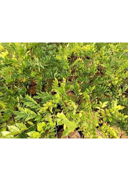 Mor Salkım Fidanı Wisteria Sinensis fırsatları