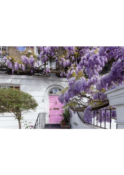 Mor Salkım Fidanı Wisteria Sinensis 3 Adet modelleri