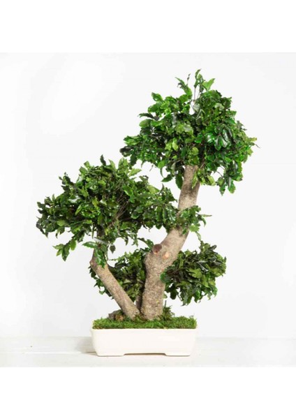 Bonsai Pitosporum Seti Bitki Besini-Bonsai Saksı -Toprak -Fidan