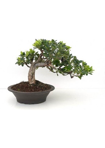 Bonsai Pitosporum Seti Bitki Besini-Bonsai Saksı -Toprak -Fidan fiyatları