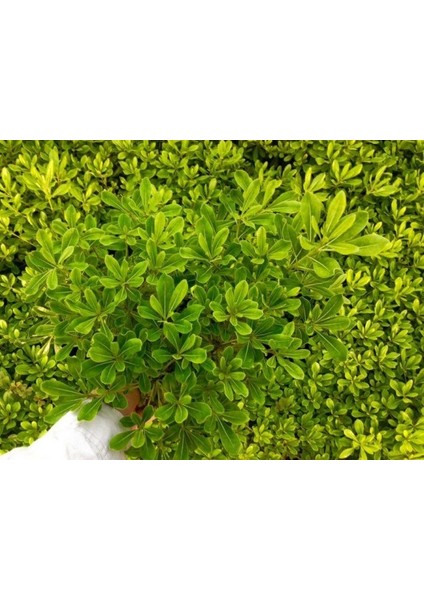 Bonsai Pitosporum Seti Bitki Besini-Bonsai Saksı -Toprak -Fidan modelleri