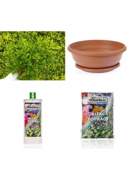 Bonsai Pitosporum Seti Bitki Besini-Bonsai Saksı -Toprak -Fidan fırsatları