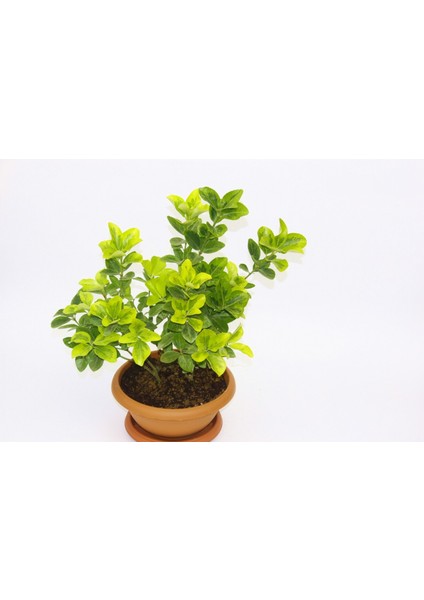 Bonsai Taflan 3 Adet modelleri