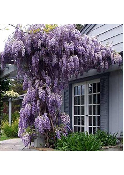 Mor Salkım Fidanı Wisteria Sinensis 2 Adet