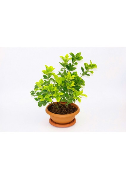 Bonsai Euonymus Microphyllus Aurea