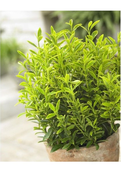 Bonsai Euonymus Microphyllus Aurea