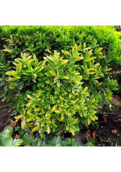 Bonsai Euonymus Microphyllus Aurea