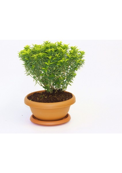 Bonsai Euonymus Microphyllus Aurea
