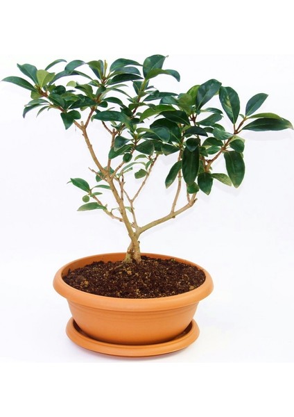 Bonsai Kartopu Lucidum fiyatları