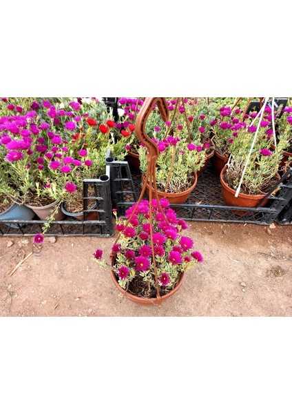 Izmir Güzeli Çiçeği Askılı Saksıda