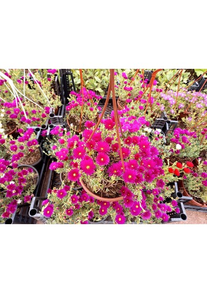 Izmir Güzeli Çiçeği Askılı Saksıda fiyatları