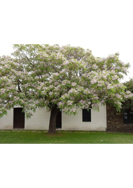 Tespih Ağacı (Melia Azedarach) 3 Adet