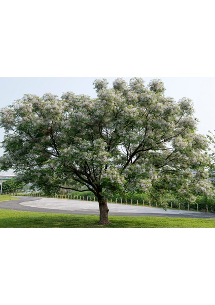 Tespih Ağacı (Melia Azedarach) 3 Adet fiyatları