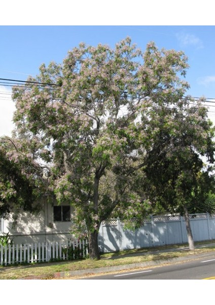 Tespih Ağacı (Melia Azedarach) 3 Adet modelleri