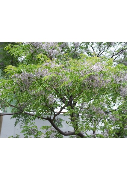 Tespih Ağacı (Melia Azedarach) 3 Adet fırsatları