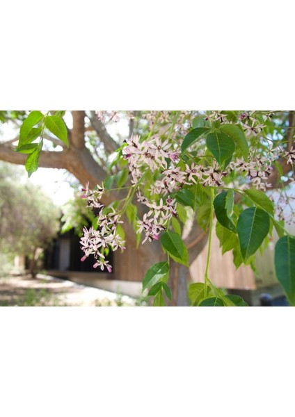 Tespih Ağacı (Melia Azedarach) 3 Adet indirimleri