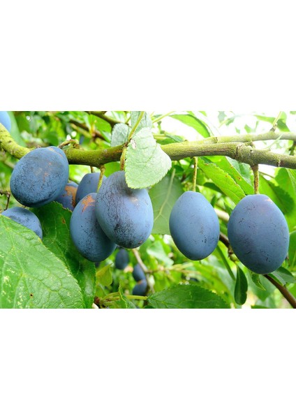 Mürdüm Erik Fidanı 3 Yaş Tüplü ve Aşılı 3 Adet