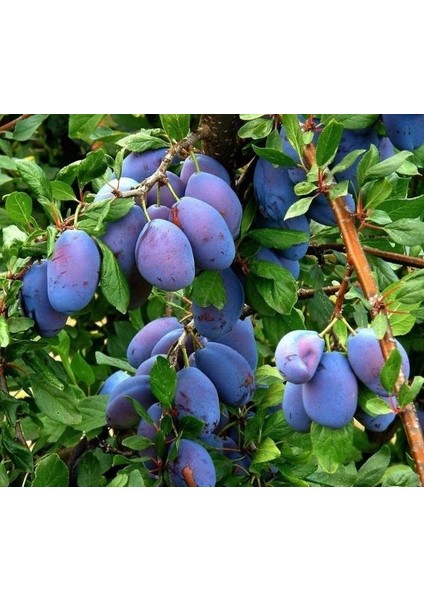 Mürdüm Erik Fidanı 3 Yaş Tüplü ve Aşılı 3 Adet fiyatları