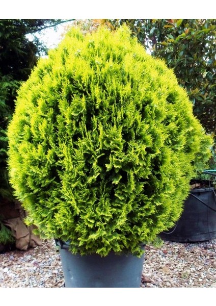 Altuni Top Mazı Thuja Orientalis Aurea Compacta Nana 100 Adet fiyatları