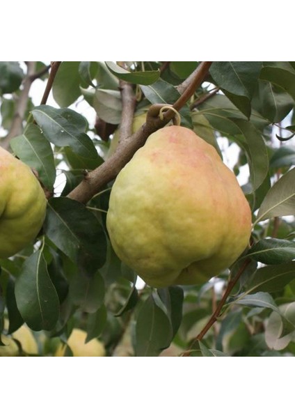 Deveci Armut Fidanı 3 Yaş Tüplü ve Aşılı 3 Adet