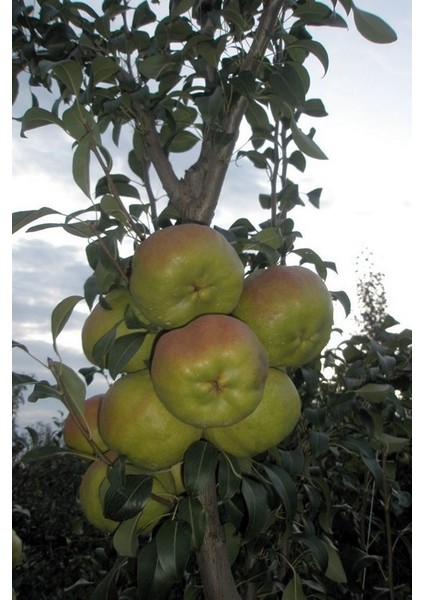 Deveci Armut Fidanı 3 Yaş Tüplü ve Aşılı 3 Adet fiyatları