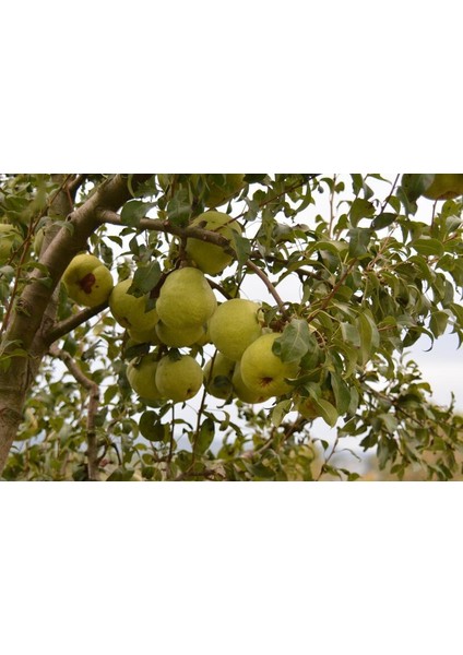 Deveci Armut Fidanı 3 Yaş Tüplü ve Aşılı 3 Adet modelleri