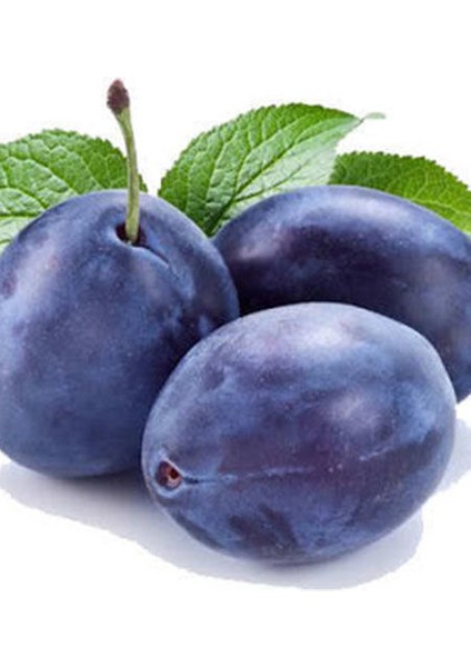 Stanley Birton Erik Fidanı - Tüplü ve Aşılı 3 Adet