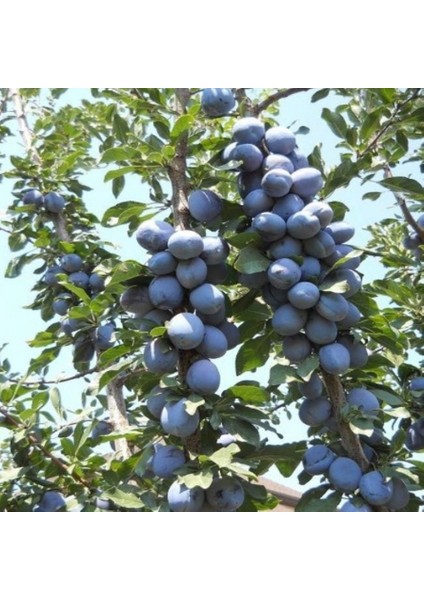 Stanley Birton Erik Fidanı - Tüplü ve Aşılı 3 Adet modelleri