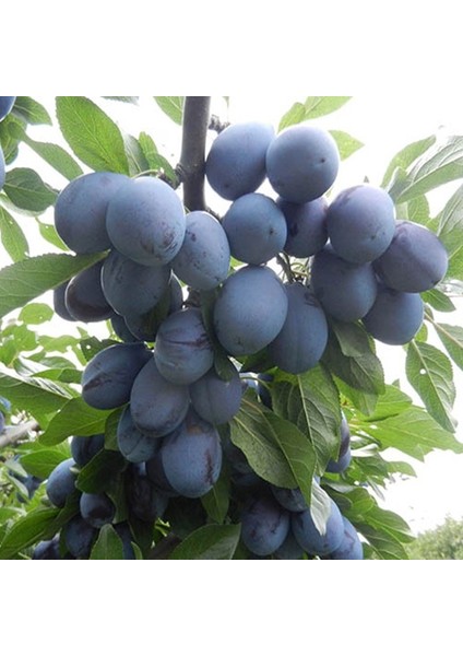 Stanley Birton Erik Fidanı - Tüplü ve Aşılı 3 Adet fırsatları