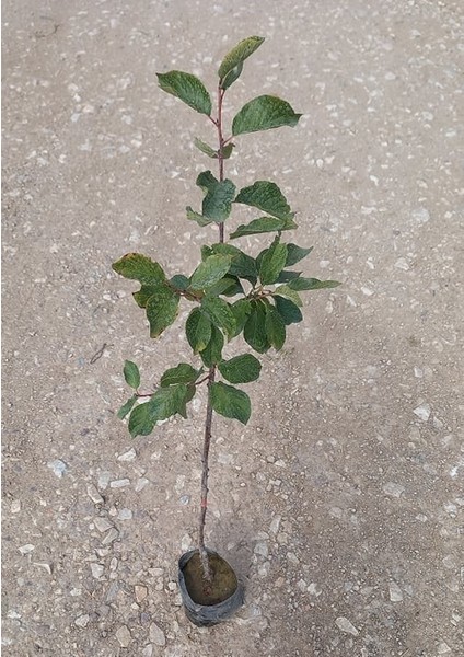 Stanley Birton Erik Fidanı - Tüplü ve Aşılı 3 Adet indirimleri