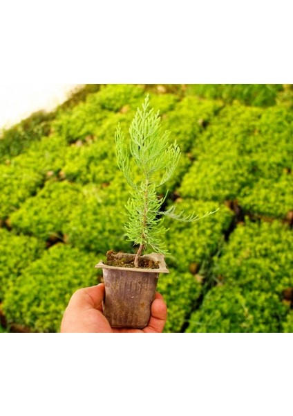 Altuni Mazı Fidesi 15-20 cm 50 Adet Thuja orientalis 'Aurea' Nan modelleri