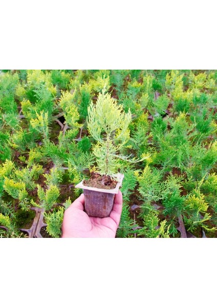 Altuni Mazı Fidesi 15-20 cm 50 Adet Thuja orientalis 'Aurea' Nan fırsatları