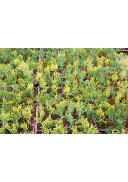 Altuni Mazı Fidesi 15-20 cm 50 Adet Thuja orientalis 'Aurea' Nan indirimleri