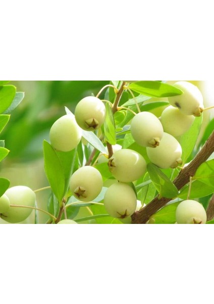Murt Murt Ağacı Myrtus Communis 3 Adet