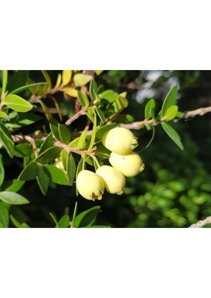 Murt Ağacı Myrtus Communis 5 Adet
