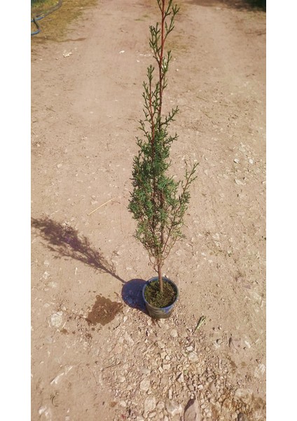 Kabir Ağacı Mezarlık Çamı 100 cm 2 Adet