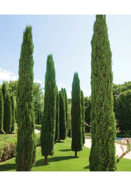 Kabir Ağacı Mezarlık Çamı 100 cm 2 Adet modelleri