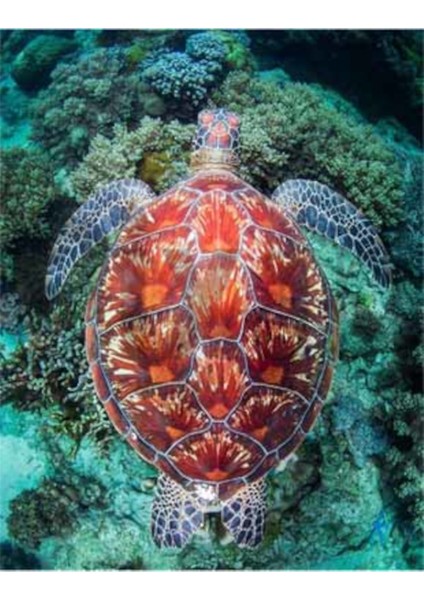 Karetta Karetta 40 x 50 Elmas Mozaik Tablo