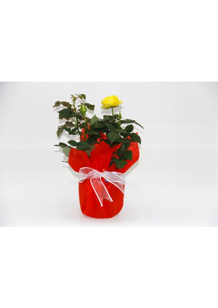 Mini Gül – Minyatür Saksı Gülü Sarı