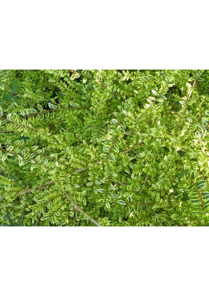 Yayılıcı - Yer Örtücü Hanımeli Lonicera Lemon Beauty 5 Adet