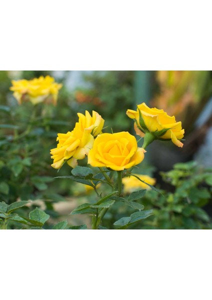 Mini Gül – Minyatür Saksı Gülü Sarı